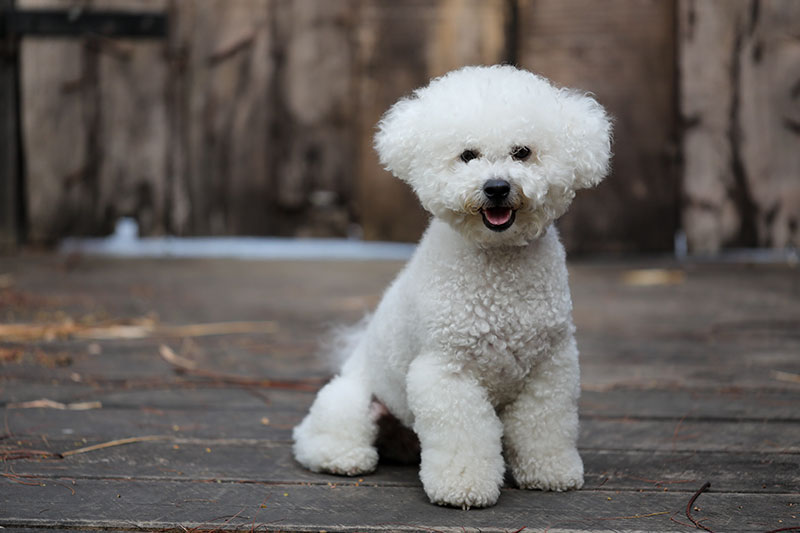 How Long Does a Bichon Frise Live? Vet-Verified Lifespan, Data & Care Guide