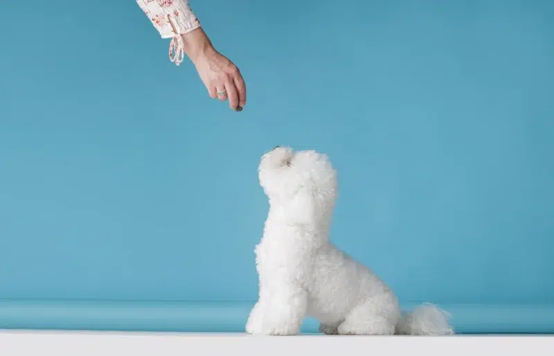 Dog Training Education Month 2026: What Is It & How to Celebrate