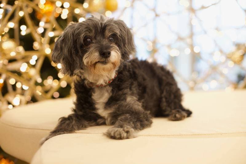 Are Maltipoos Smarter Than the Average Dog? Breed Cognition Facts & FAQ