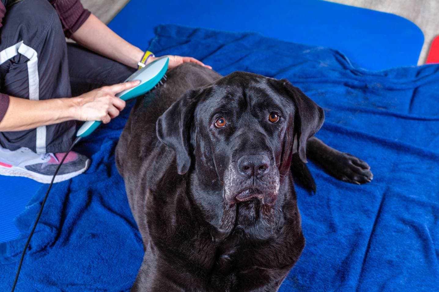 What Does Laser Treatment Do for Dogs? Vet Approved Facts & FAQs