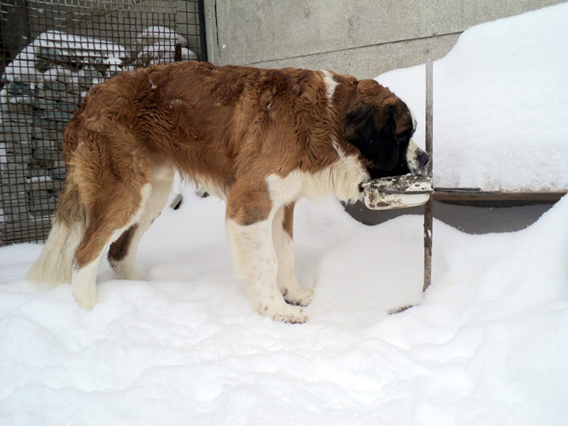 big dogs a Saint Bernard eat