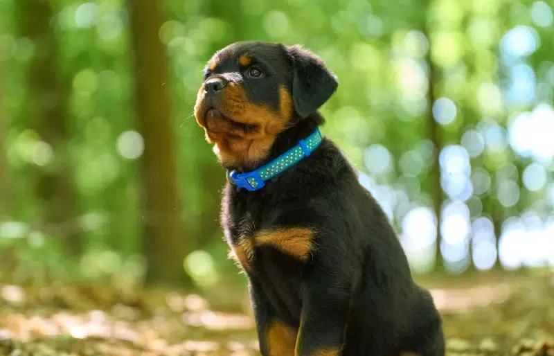 Are Rottweilers Good for First-Time Dog Owners? Read Before Adopting One