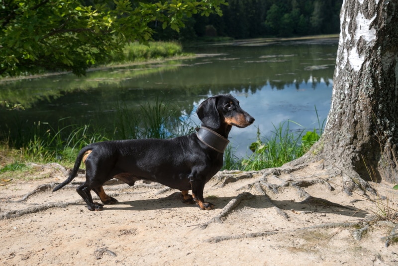 Do Dachshunds Like Water? Facts & FAQ