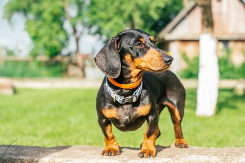 Black and Tan Dachshund: Info, Pictures, Origin & History