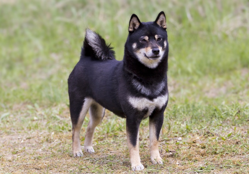 11 Japanese Dog Breeds: Info, Pictures, History & Characteristics