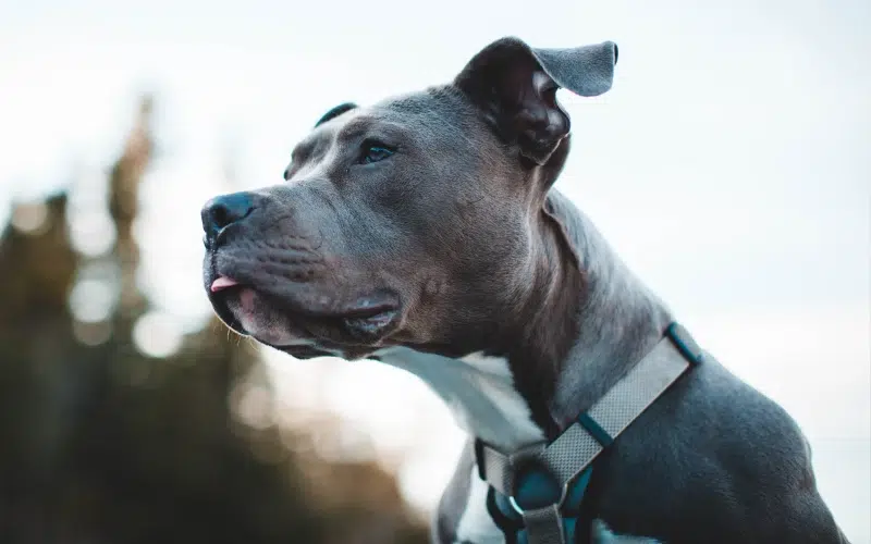 Are Pit Bulls Banned in Canada? Provincial & Municipal Regulations Guide
