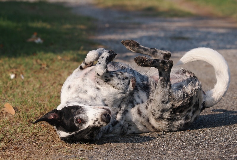 Why Do Dogs Roll in Poop? 5 Vet-Reviewed Reasons