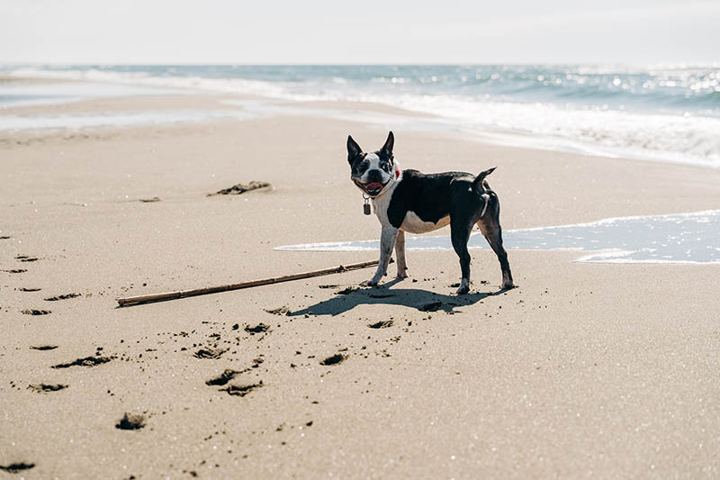 Top 4 Dog-Friendly Beaches in Monterey, CA in 2026 (With Pictures)