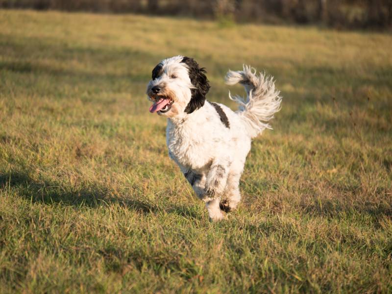 How Fast Can Labradoodles Run? Facts & FAQ