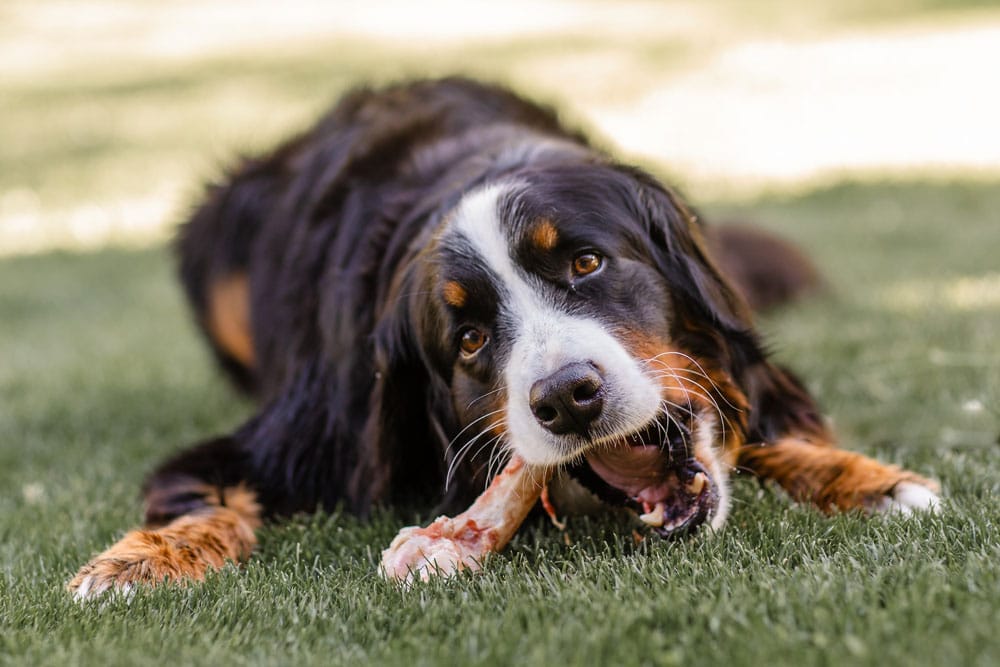 Give a Dog a Bone Week 2026: What It Is & When It's Celebrated