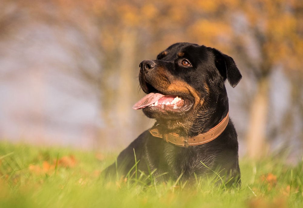 What Were Rottweilers Bred For? History & Origin Explained