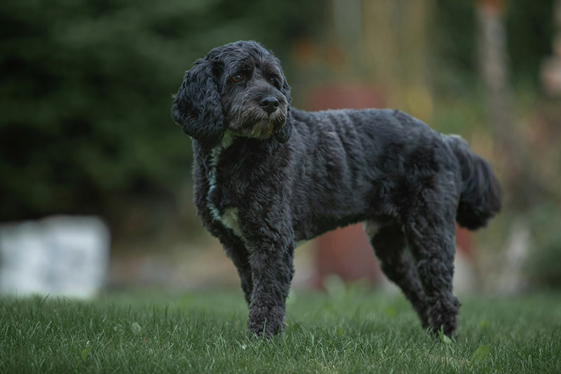 What Is Black Dog Syndrome? Vet-Verified Facts, Data & FAQ