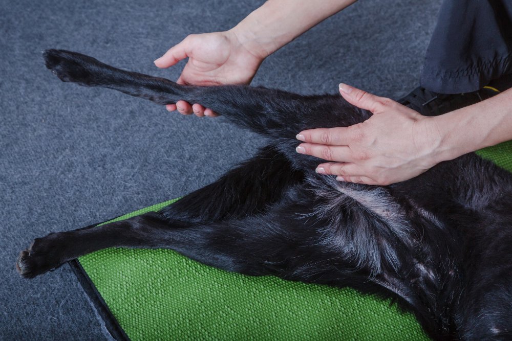 Physical Therapy for Dogs: Vet-Reviewed Explanation, Benefits & Costs