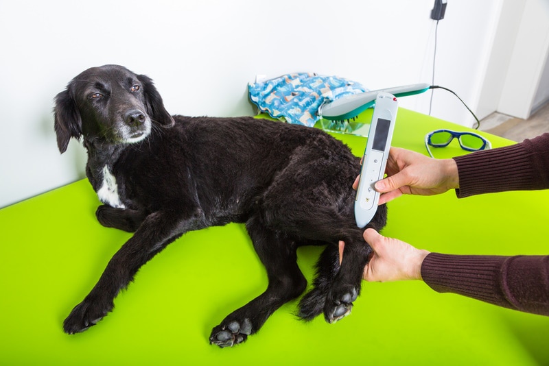 Does Laser Treatment Help With Dog Arthritis? Vet-Reviewed Facts & FAQ