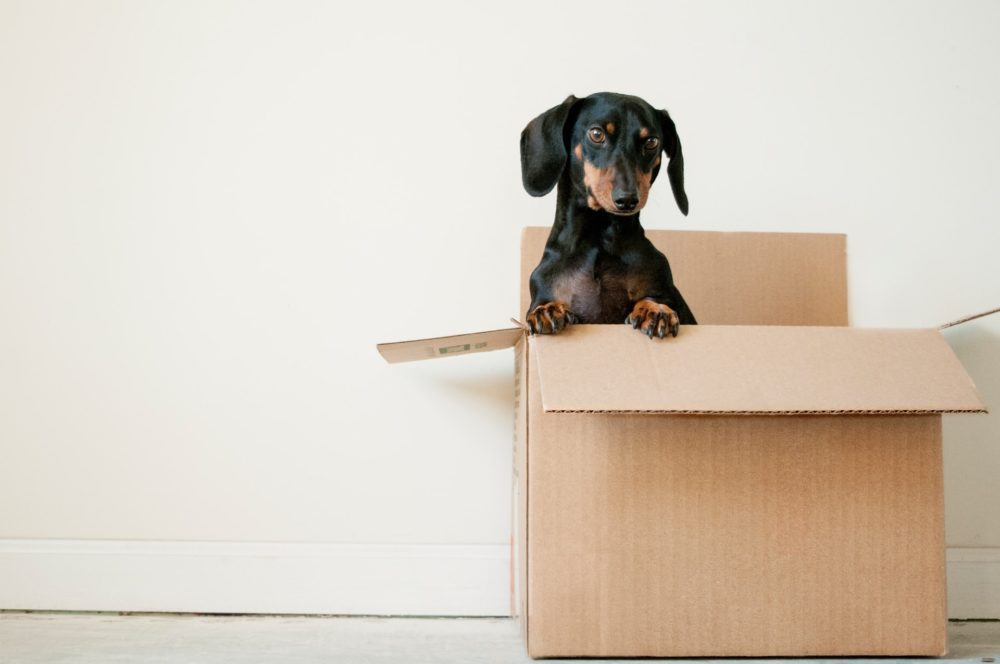 6 DIY Dog Toy Box Plans You Can Make Today (With Pictures)