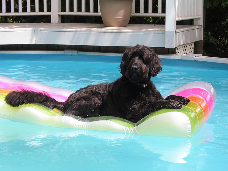 How to Keep Your Dog Safe Around the Pool: 9 Vet-Approved Tips
