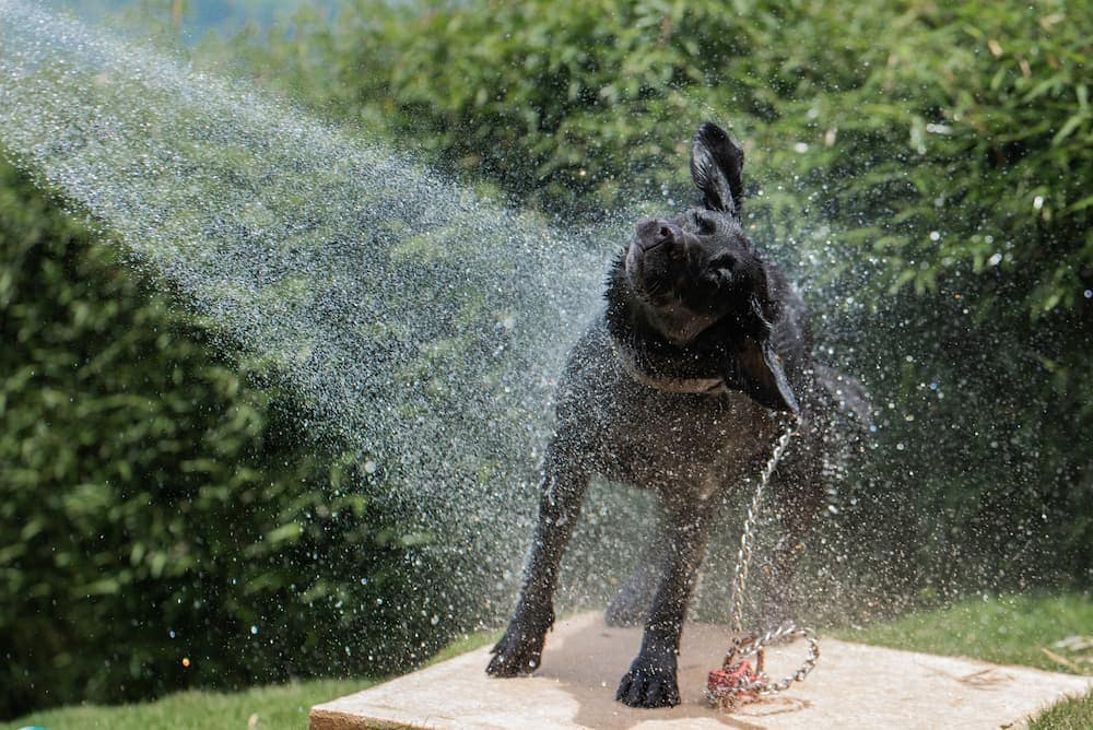 8 DIY Dog Wash Station Plans You Can Make Today (With Pictures)