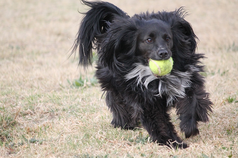 10 Great Off-Leash Dog Parks in Orlando, FL in 2026 (With Pictures)