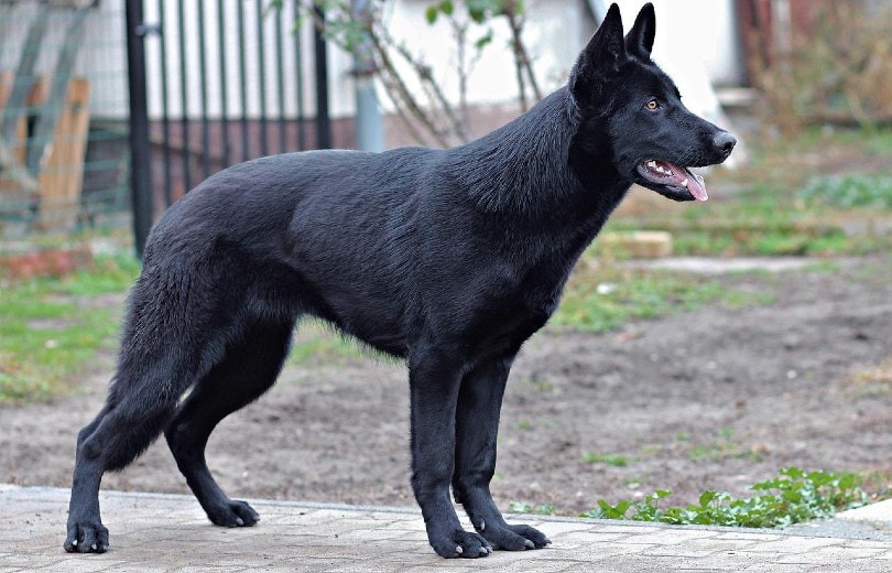 When Is National Black Dog Day & What Is It? 2026 Guide