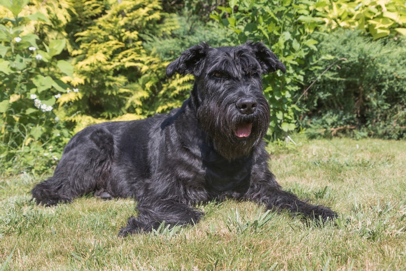9 Hypoallergenic Herding Dogs: Vet-Verified Guide With Pictures