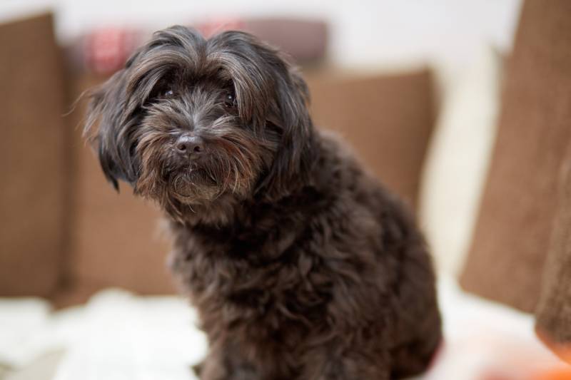 Black Havanese: Info, Pictures, Origin & History