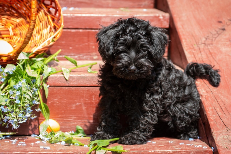 black miniature schnauzer puppy