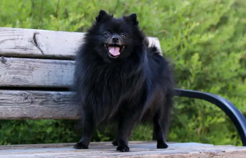 Black Pomeranian: Info, Pictures, Origin & History