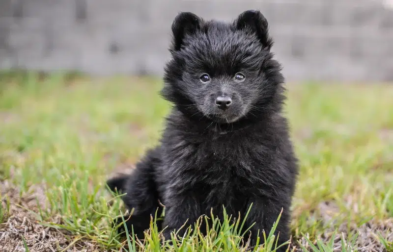 When Does a Pomeranian Go Into Heat? Vet-Approved Facts & FAQ