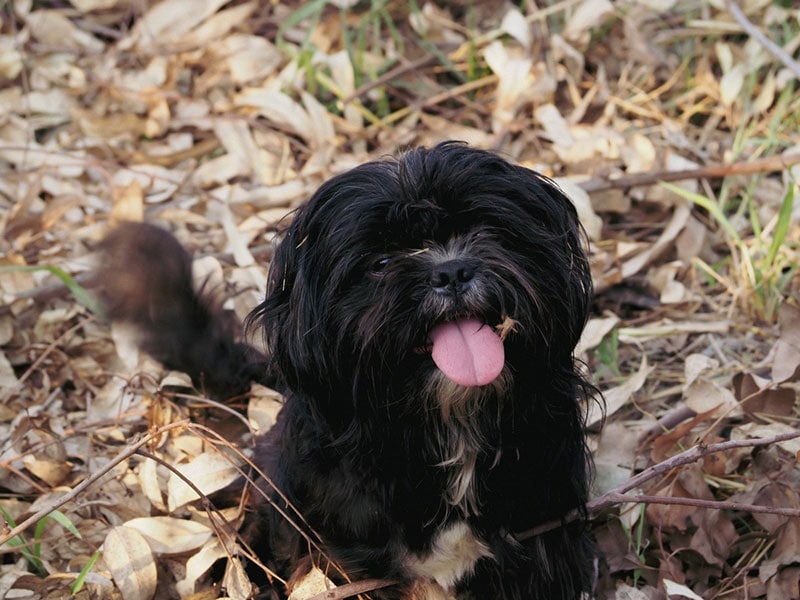 Imperial Shih Tzu: Info, Pictures, Temperament & Care