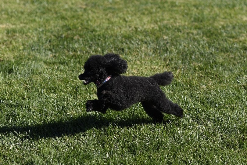 How Much Exercise Does My Poodle Need? Puppy, Adult & Senior Dog