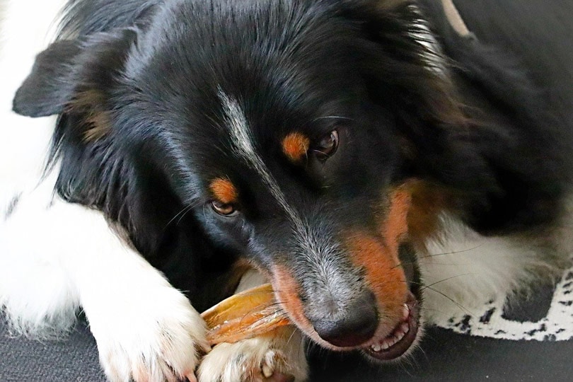Foreign Body Ingestion in Dogs: Vet-Reviewed Signs & Treatment