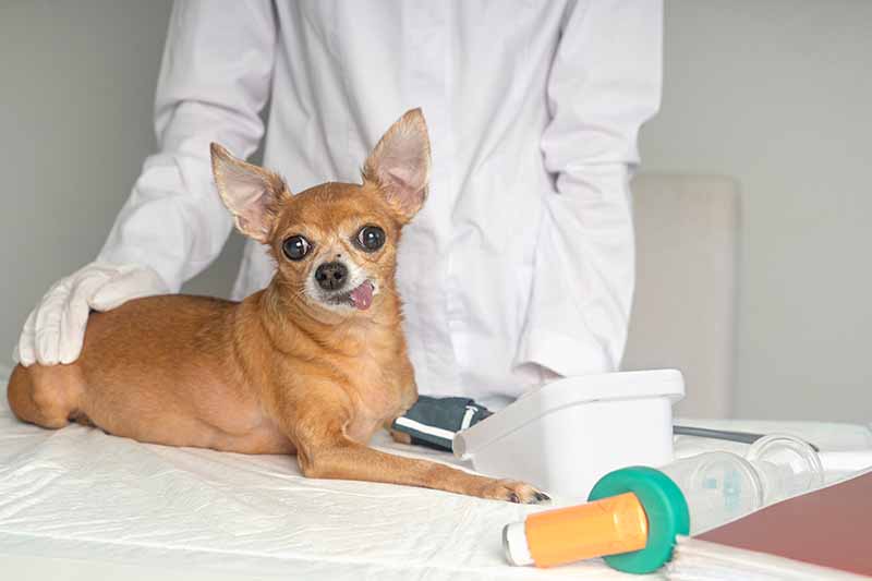 High Blood Pressure in Dogs (Systemic Hypertension): Causes, Signs & Treatments (Vet Answer)
