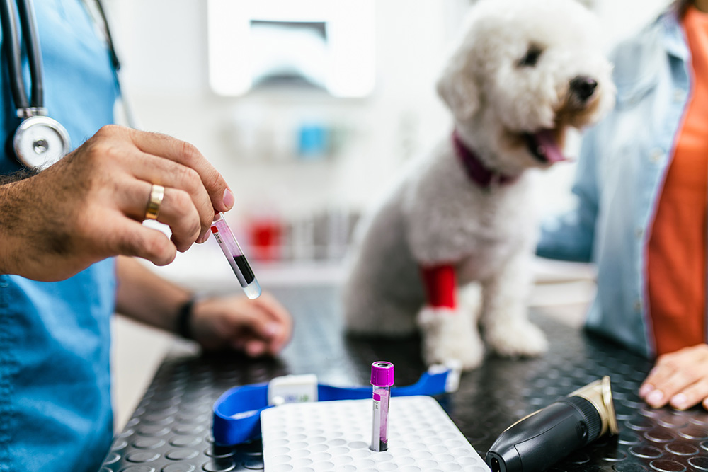How Can Dogs Be Tested to See If They Are “Purebred”? Vet-Reviewed Facts & FAQ