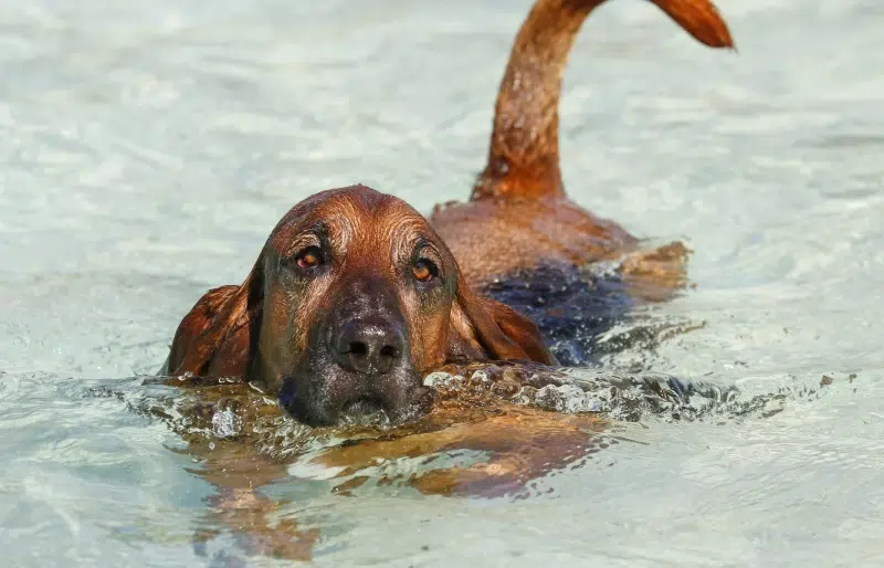 Bloodhound Basset Mixed Dog Breed: Info, Pictures, Care & More