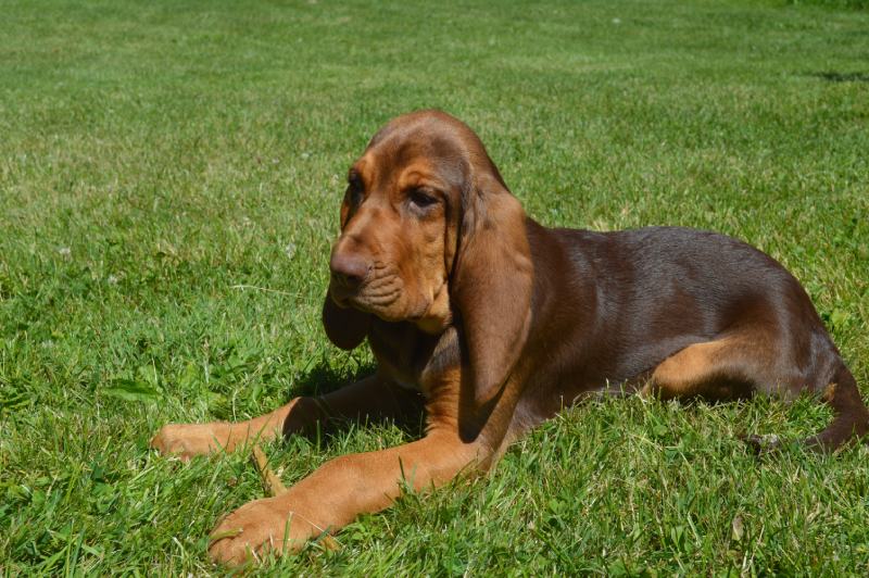 How Much Do Bloodhounds Shed? Vet-Verified Facts & Grooming Tips