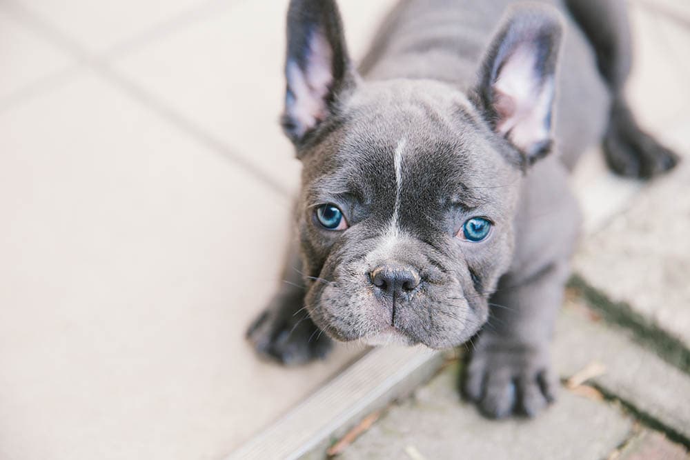 Blue French Bulldog: Info, Pictures, Origin & History