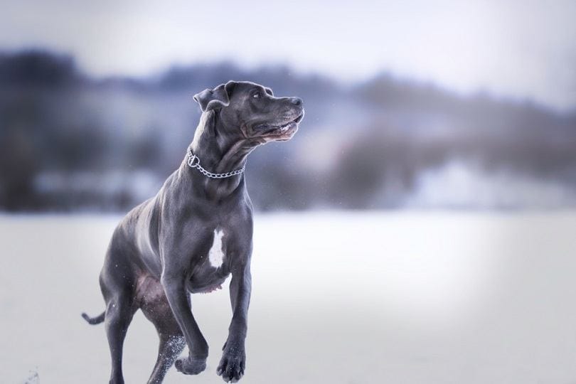 How to Groom a Great Dane (Must-Have Tools & Vet-Verified Tips)