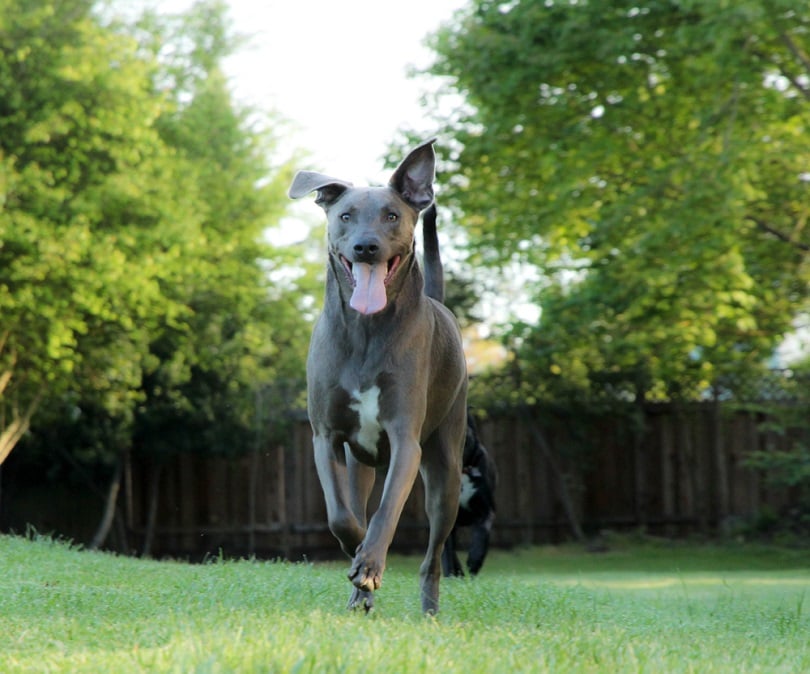 Blue Lacy Dog Breed: Info, Pictures, Care & Traits