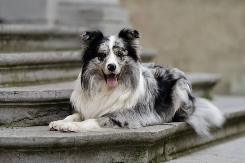 12 Games Border Collies Love: Fun Activities You Can Do Today