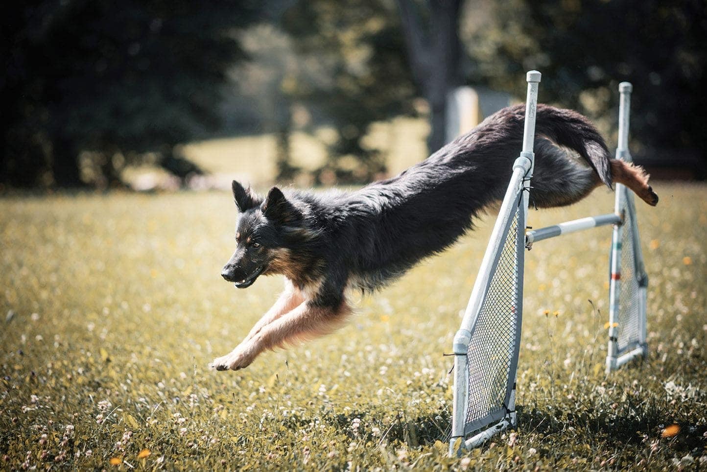 How to Train a Dog to Jump: 3 Vet-Verified Techniques