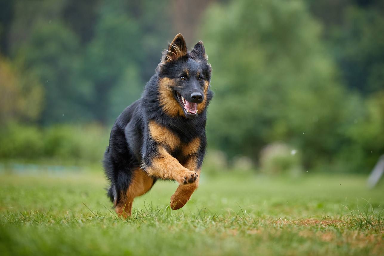 Bohemian Shepherd Dog Breed: Info, Pictures & Care Guide