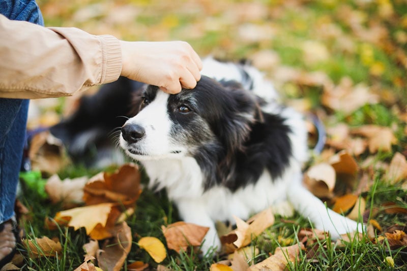 Can Dogs Smell Sickness? Vet-Verified Facts