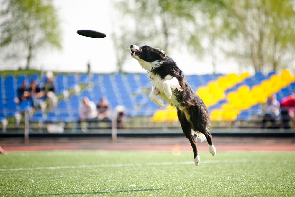 border collie dog catching the flying disc
