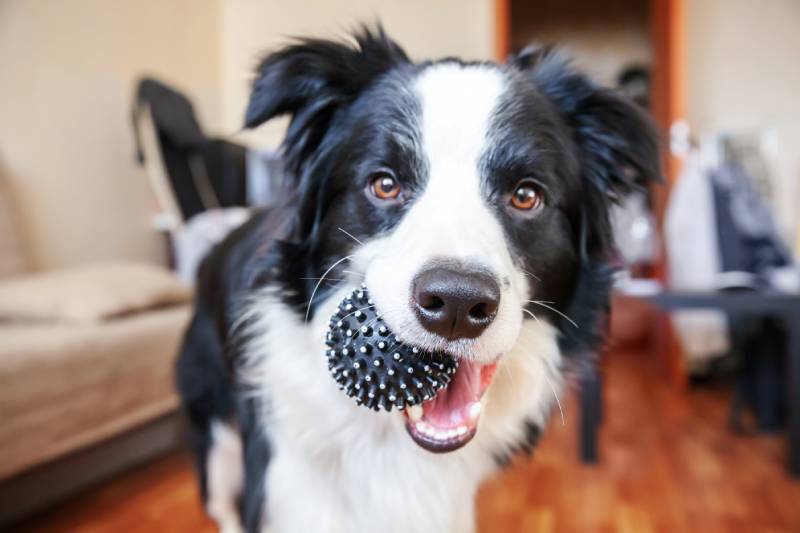 10 Dogs Similar to Border Collies (With Pictures)