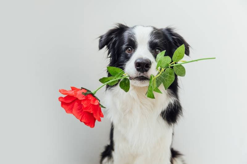 Are Border Collies Affectionate? Breed Facts & FAQ