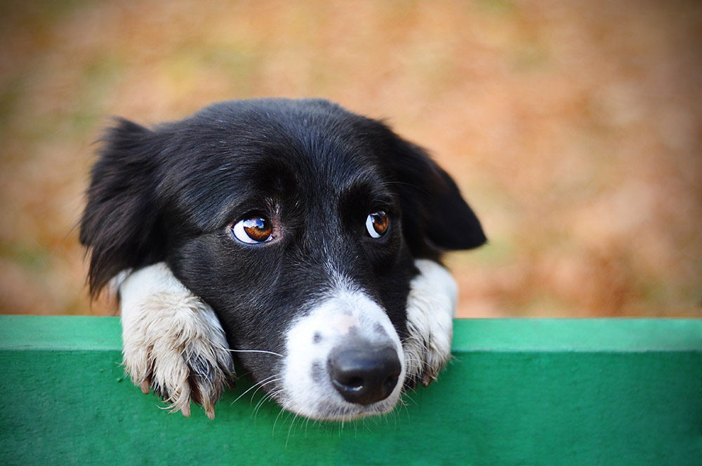Puppy Dog Eyes: What Do They Mean & What They Do to Us (Vet-Reviewed)