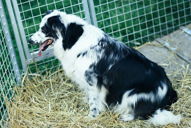 What Crate Size Does a Border Collie Need? Facts & FAQs