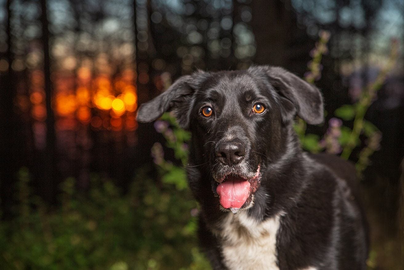 Border Collie Lab Mix (Borador) Dog Breed: Info, Pictures, Care & Traits