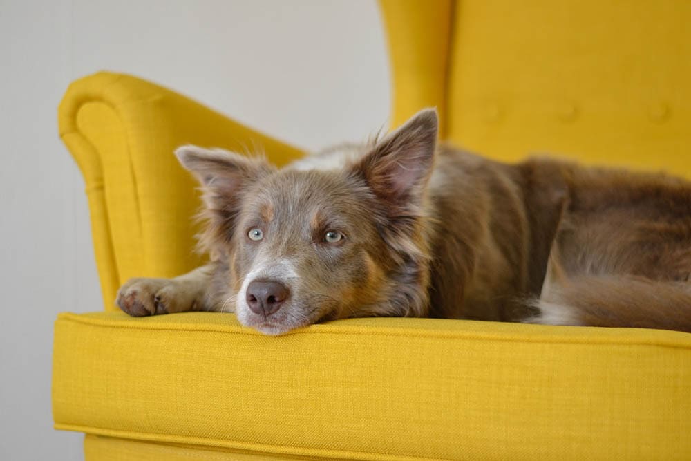 How to Clean Dog Vomit From a Couch: 5 Ideas & Tips (With Pictures)