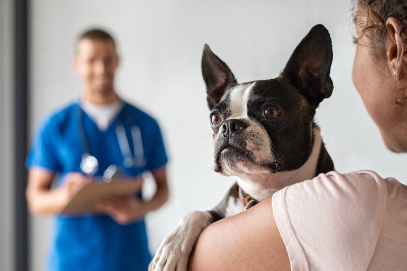 Can Humans Get Worms From Our Pet Dogs? Vet-Verified Facts & Safety Tips